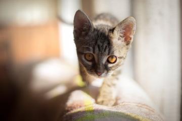 开云体育平台APP-凯尔特人狂胜老鹰，哈登，绿衫军交响乐中那个不容忽视的休止符