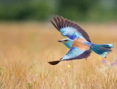 开云体育登录-西亚卡姆狂砍生涯新高，鹈鹕强行终结76人六连胜