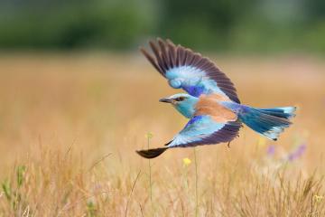 开云体育登录-西亚卡姆狂砍生涯新高，鹈鹕强行终结76人六连胜