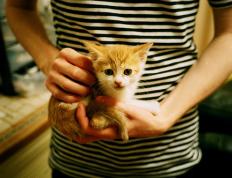 开云官网-霍勒迪天神下凡，黄蜂稳如磐石击退广东铁骑