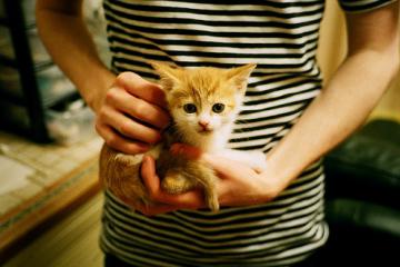 开云官网-霍勒迪天神下凡，黄蜂稳如磐石击退广东铁骑