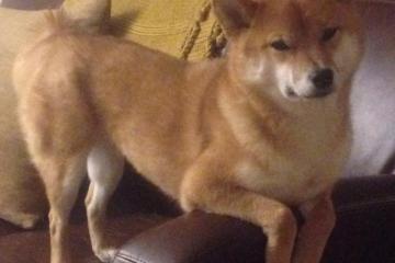 开云官网-亚洲武士与日耳曼战车，当韩国镰刀在红牛竞技场挥起时