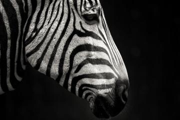 开云体育登录-中场节拍器，赖斯如何用沉默的智慧主宰克罗地亚的胜利之路