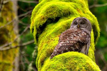 开云体育在线-石匠之心与不熄引擎，贝恩的稳定与马刺的压哨绝杀