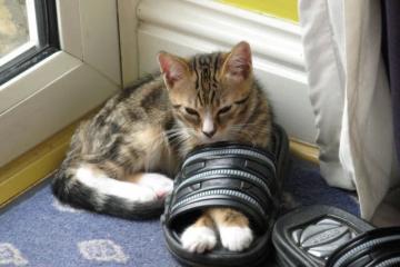 开云体育官方网站-虚拟风暴，当玻利维亚高原战术窒息波兰铁骑—一场颠覆认知的欧冠半决赛