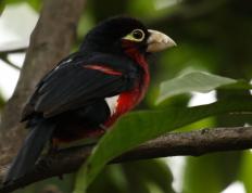 开云体育官方网站-凯塞多全程高能输出，马德里竞技斩落尼日利亚雄鹰