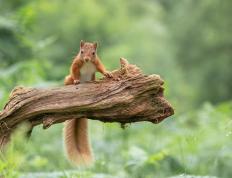 开云体育登录-黄蜂之刺终难挡东北虎之跃，乔治一肩扛起吉林节奏革命