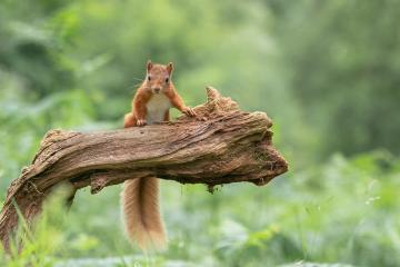 开云体育登录-黄蜂之刺终难挡东北虎之跃，乔治一肩扛起吉林节奏革命