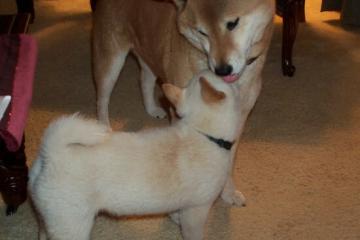 开云官网-平行宇宙的共振，当F1轮胎在阿布扎比尖叫时，东契奇的数据流正撕裂达拉斯的夜空