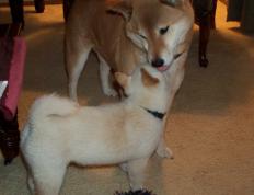 开云体育官网-字母哥致命连击锁定胜局，骑士压哨三分绝杀勇士，这个夜晚，见证巨星与团队的双重奏