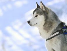 开云体育在线-众神黄昏与北欧神话，当团队铁律撞上个人英雄主义