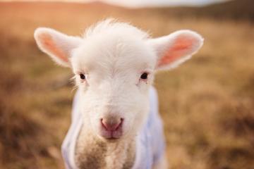 开云APP-末节惊天逆转！爱尔兰抢七战险胜委内瑞拉，创造历史新篇章