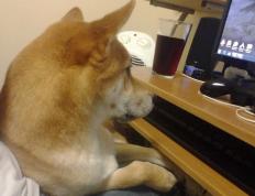 开云体育中国-牛气冲天，封喉深圳 年度焦点战公牛淘汰深圳队