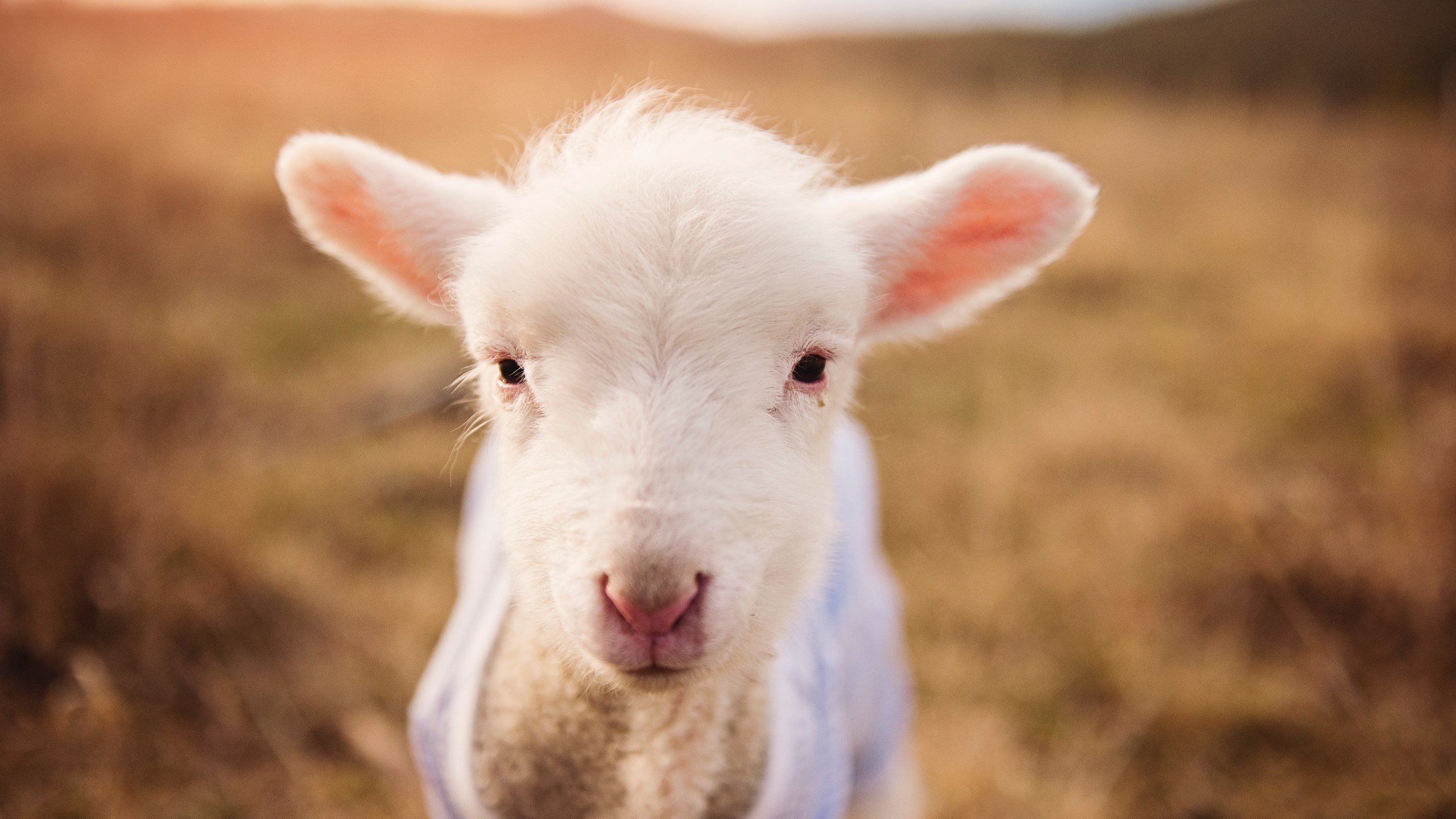 开云体育入口-圣光与阴影，当卢卡库的雷霆一击让葡萄牙的华丽沦为背景