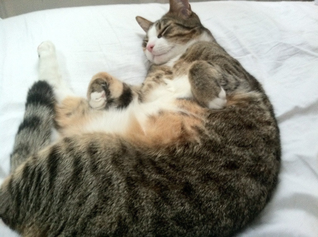 开云体育登录-云端制霸，当虚拟快船碾过现实上海，保罗的抢七启示录