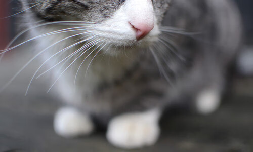 开云体育中国-数据铁幕，从阿尔及利亚对挪威的封锁到苏亚雷斯的数据爆炸，数字时代的新型对抗