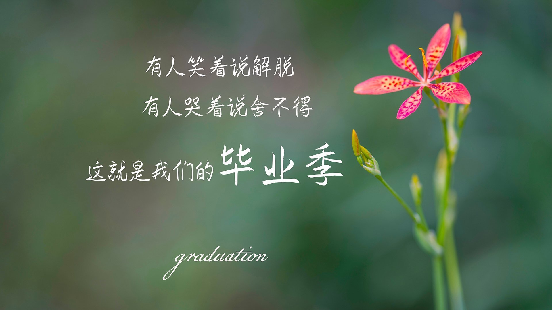 开云体育app-东契奇独舞提前终结悬念,国王团队发力击溃爵士