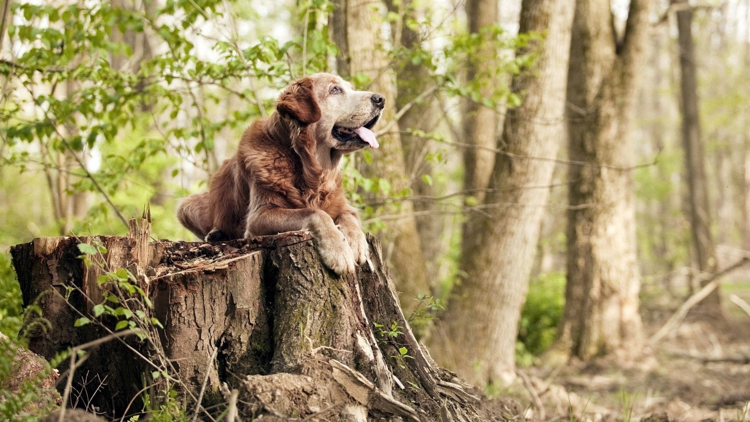 开云体育登录-本泽马替补绝杀!瑞典球队惊险逆转毕尔巴鄂