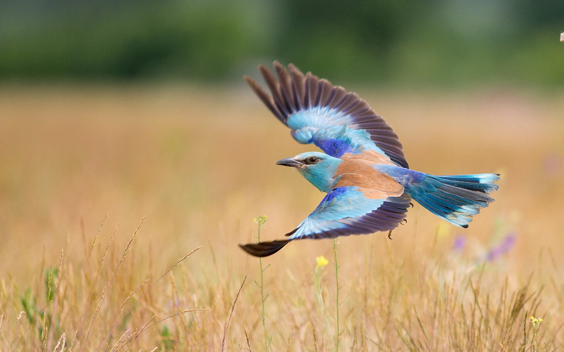 开云体育登录-西亚卡姆狂砍生涯新高,鹈鹕强行终结76人六连胜