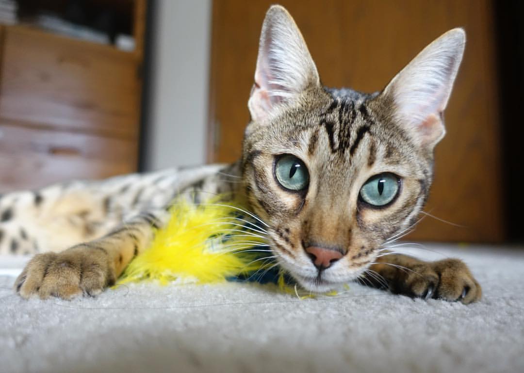 开云体育APP下载-猛龙逆转雷霆！拉梅洛末节12分导演大翻盘