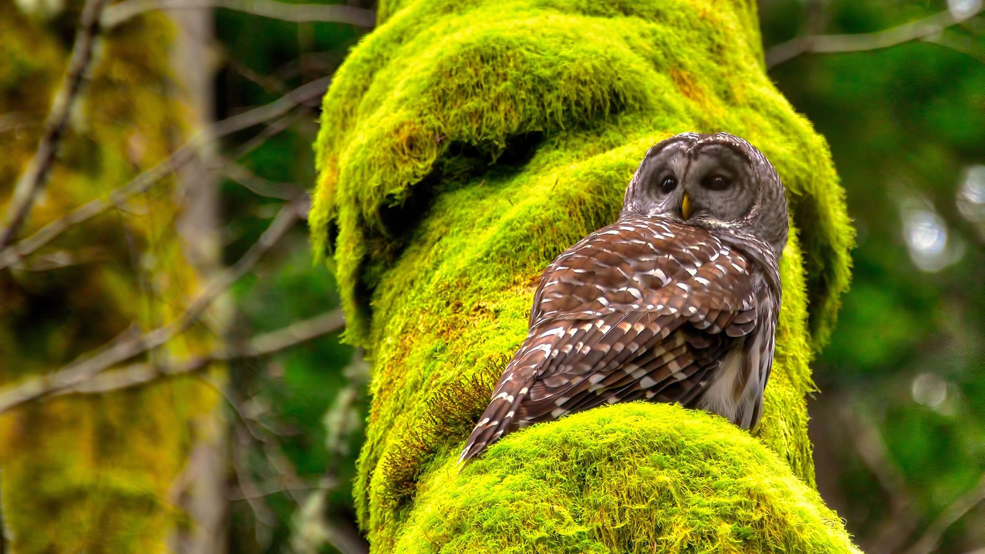 开云体育在线-石匠之心与不熄引擎，贝恩的稳定与马刺的压哨绝杀