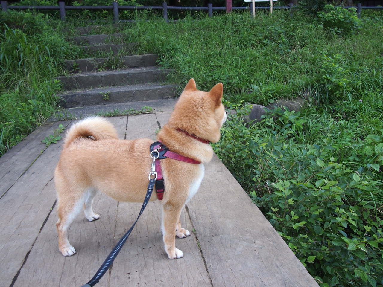 开云体育APP下载-字母哥惊现教科书级表演,却成吉林队屠鹿最佳背景板?