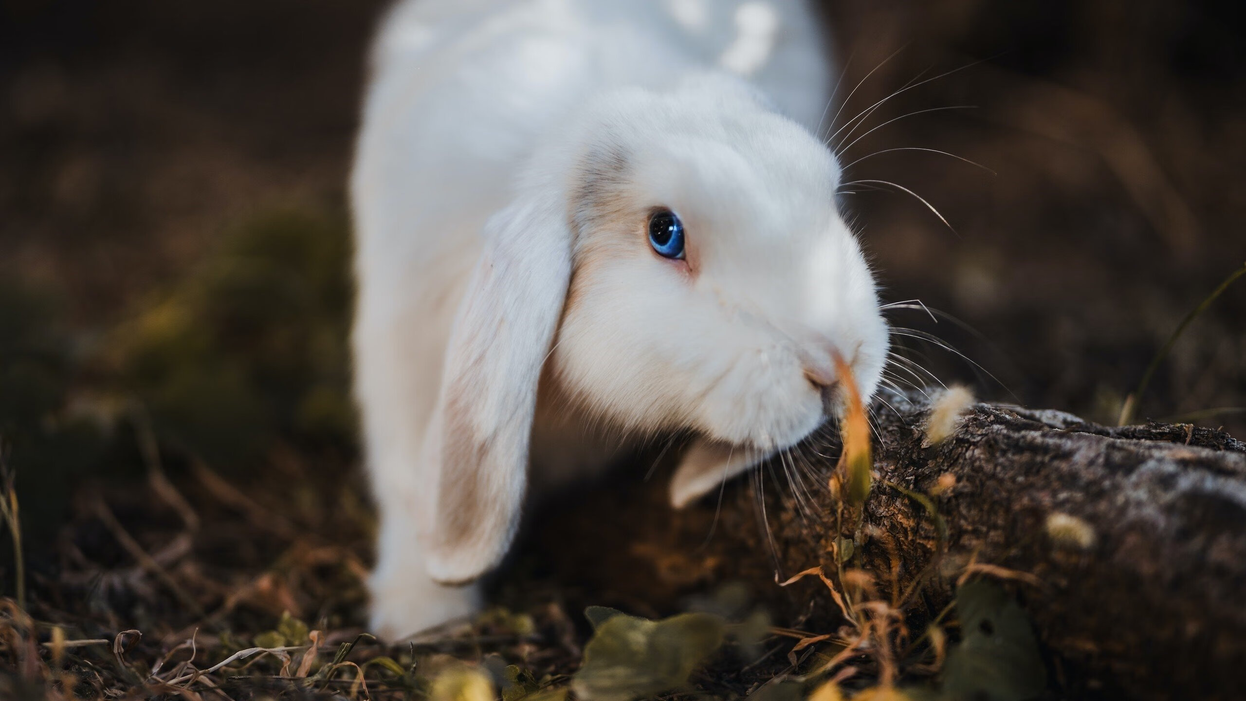 开云体育APP下载-足球灵魂降临总决赛,梅西接管篮球世界
