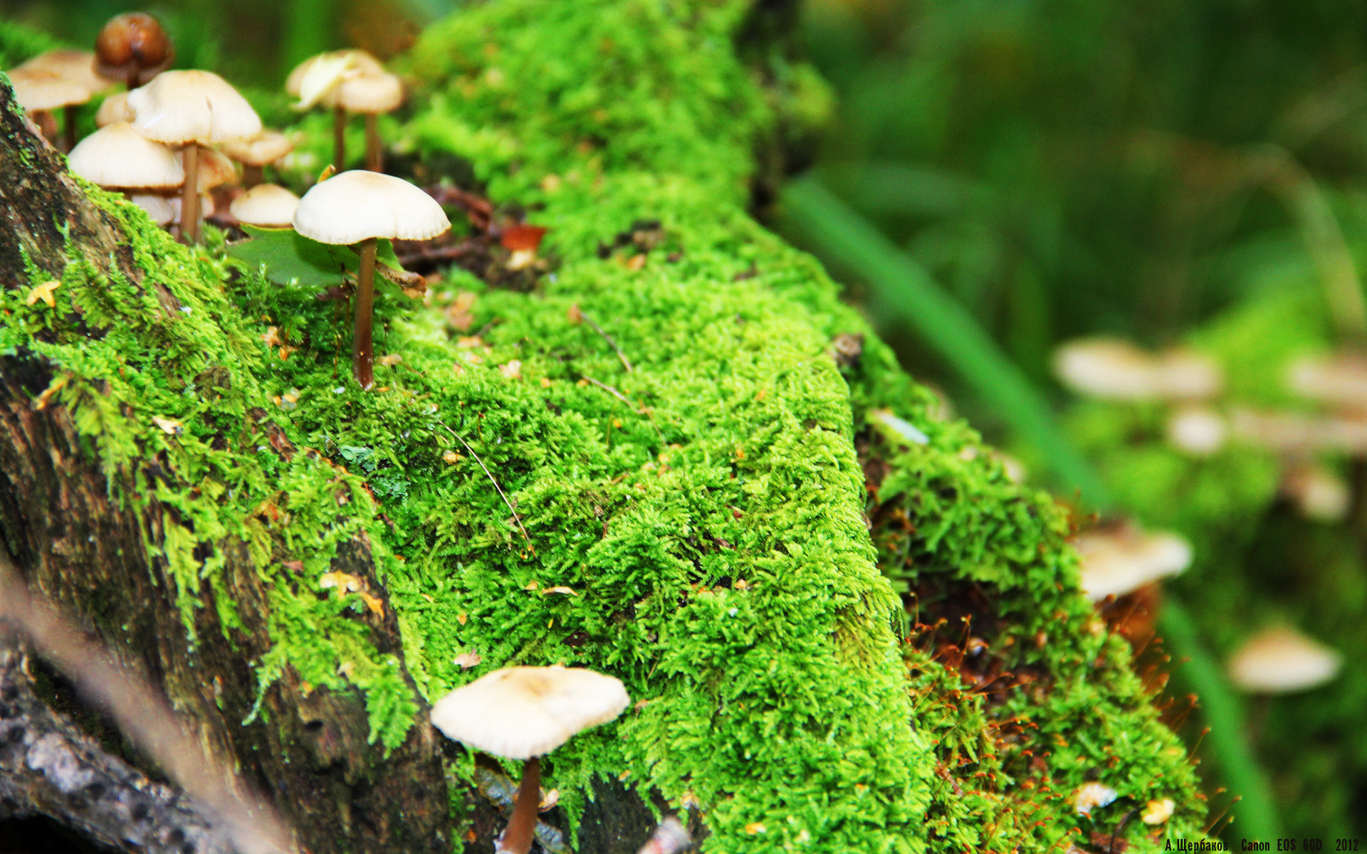 开云体育APP下载-皇马欧冠强势击溃多特蒙德，李刚仁2026世界杯闪耀接管比赛，足球新时代的双重奏