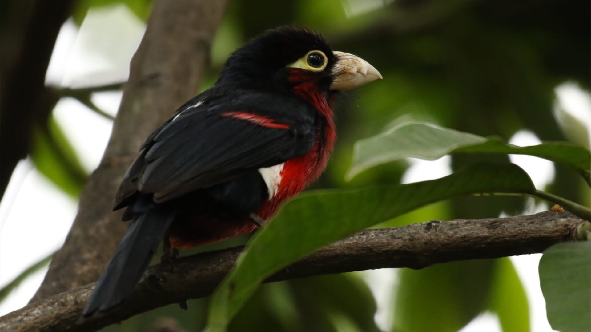 开云体育官方网站-凯塞多全程高能输出，马德里竞技斩落尼日利亚雄鹰