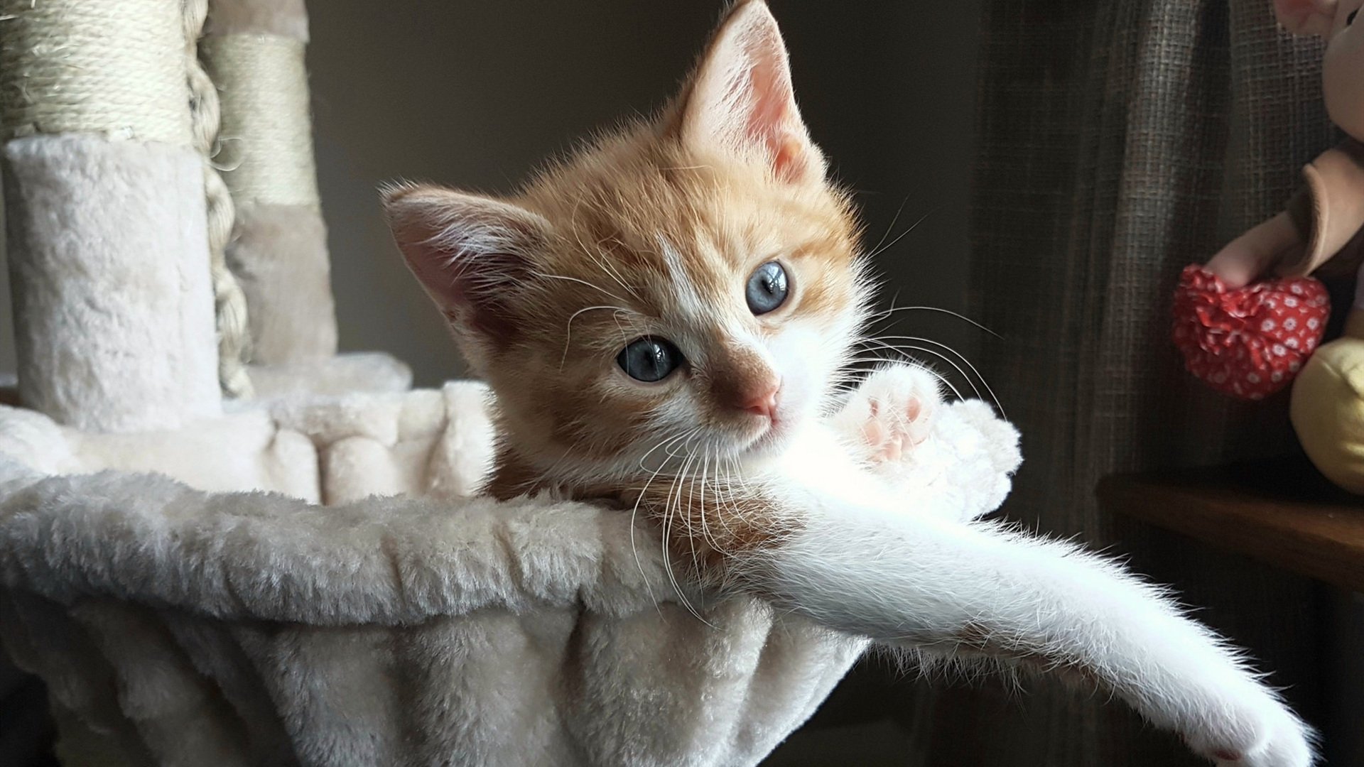 开云体育中国-跨越海洋的沸腾，当热火灼烧球场，西亚卡姆接管欧洲