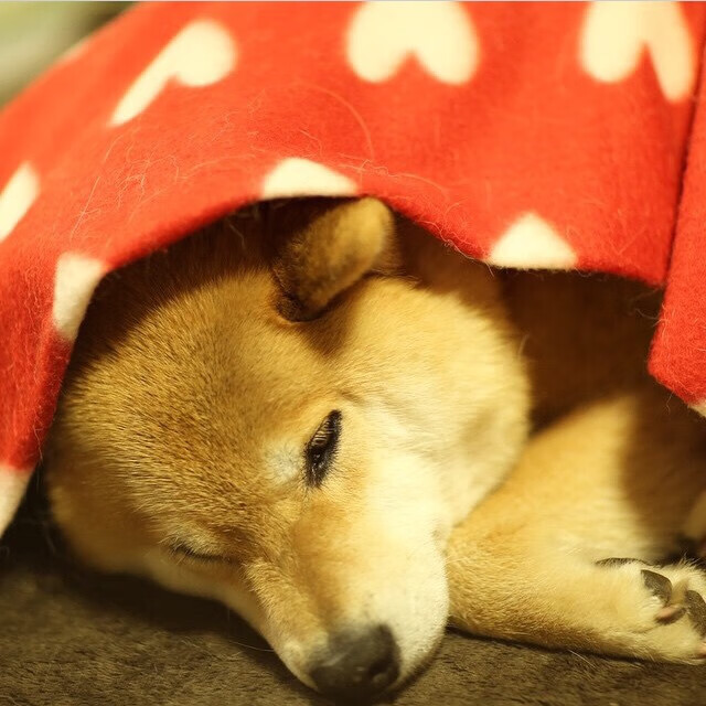 开云体育下载-詹姆斯关键先生本色闪耀,吉林队爆冷击败雷霆创历史