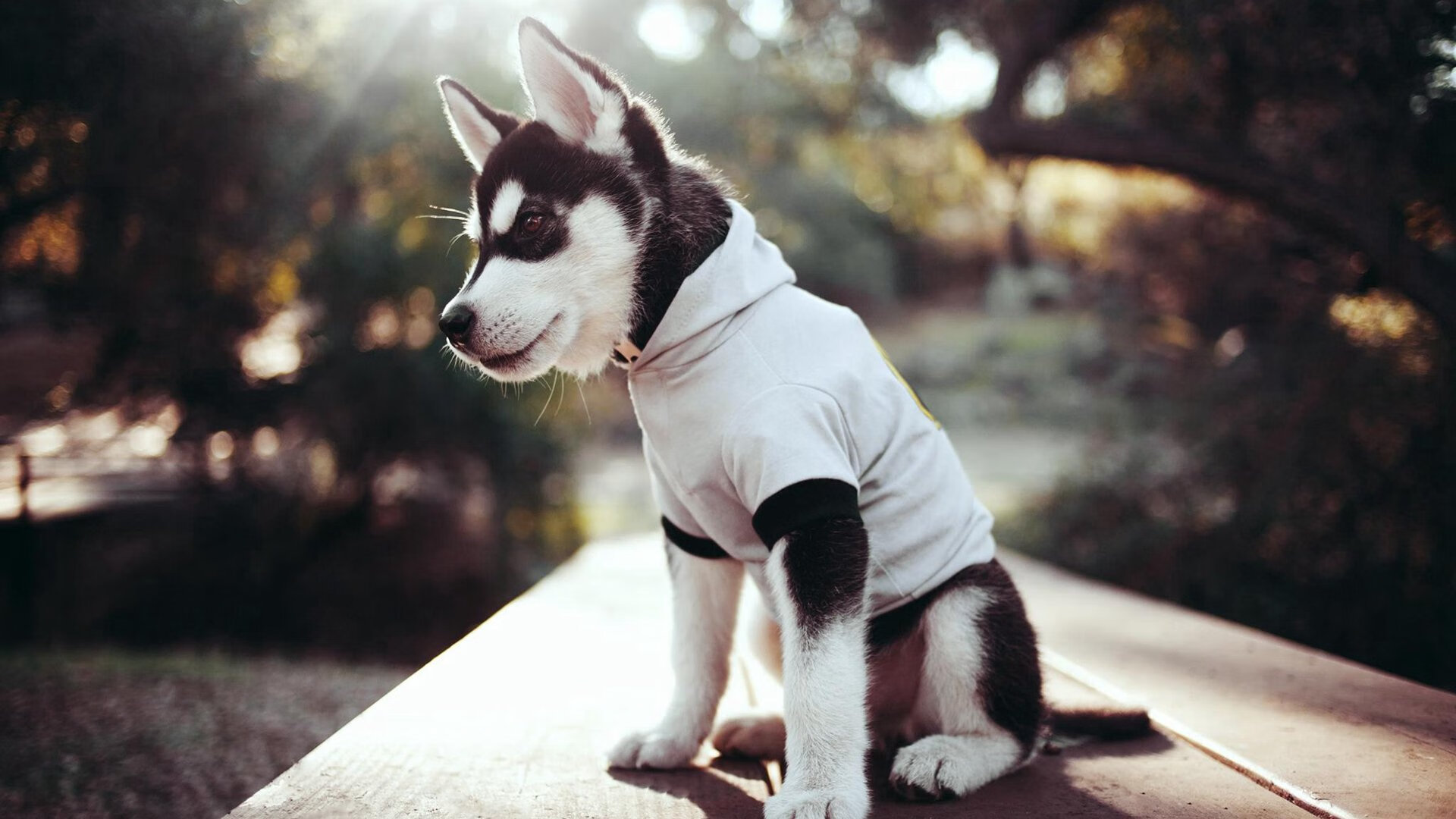 开云下载-末节狂潮！太阳一波流熔黄蜂，乔治无解杀戮统治攻防