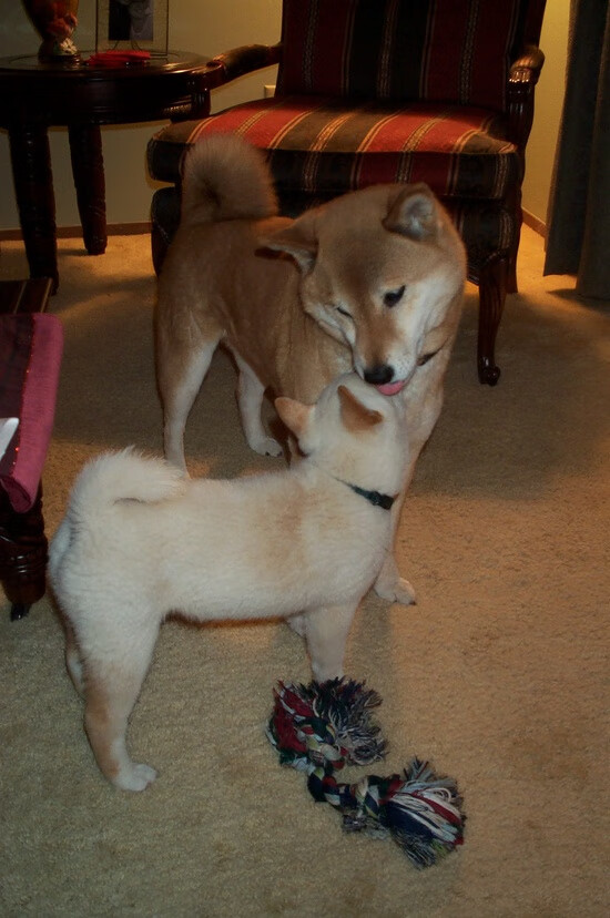 开云体育官网-字母哥致命连击锁定胜局，骑士压哨三分绝杀勇士，这个夜晚，见证巨星与团队的双重奏